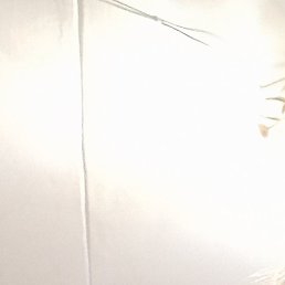 ��������, ������, 55 ���