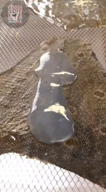    ,     