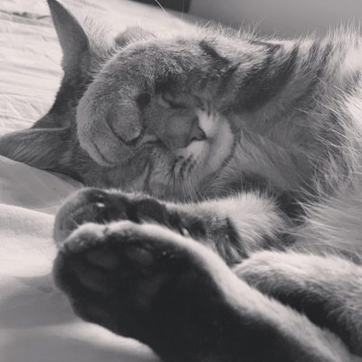 На самом деле кошки делают много полезных дел по дому, и даже ходят на работу как люди... Только во ... - 2