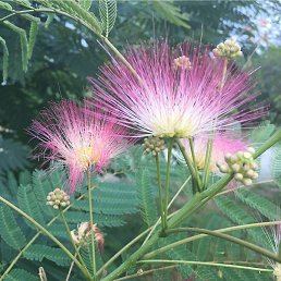 ���������, ����, 43 ����