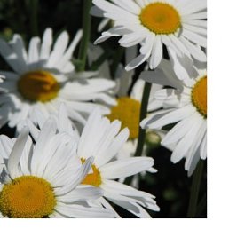 @����, ���������, 56 ���