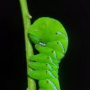 ������������� � �������� ������-������� (Manduca sexta). ��� ���������� �������� ���������������� �� �������� ��������� ��������, ������� �������� ��������� ����������, ��������� ��� �������. ��� �� ��� ��� �������? ����� ��� ����������� ���� � ���������, ��� �������� �������� ���������� ���������� ��������� � ���������, ������� ���������� �������, �������� �������� ���������� ��������. ����� "�������" ����� ��������� ��� ������ ������ � ������, �� ������ �������� �������� ������ ����� �� ������� ������������� ������� ��� �����