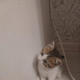 ������, ������, 62 ����