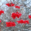 ���� �������, ��������� - ��������� 31 ������� 2025 � ������ ������ ��������