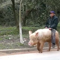 ?���, ���������, 55 ���