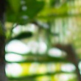 �������, ������, 51 ���