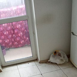 ����, ������, 41 ���