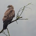 ���� Vidas, ��������, 64 ���� - ��������� 13 ������� 2025 � ������ ������ ��������