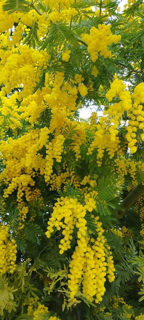 ����� ��������� ������