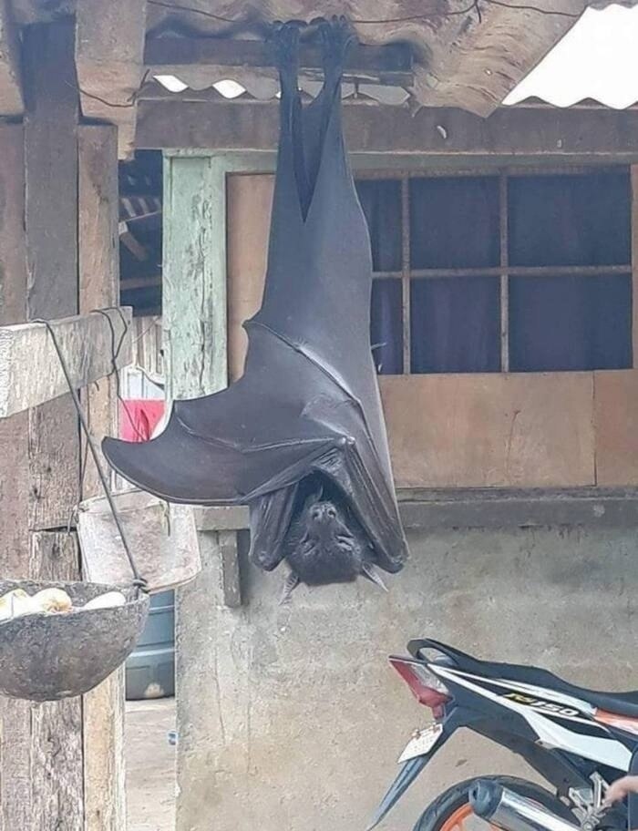        .      ...