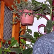 Roman, 36 ���, �������