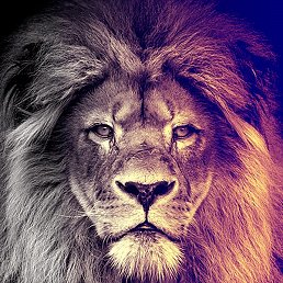 ������, ������������, 56 ���