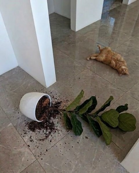 ��� ����