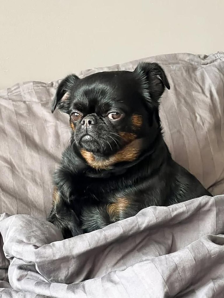 ϸ            .  ... - 4