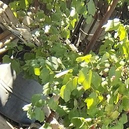 Gennadii, �������, 52 ����