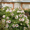 ���� ������, �����-���������, 51 ��� - ��������� 6 ���� 2025