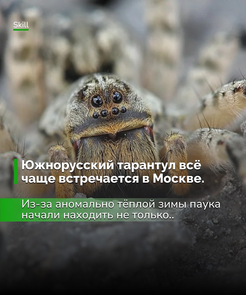 Горожанам советуют быть осторожнее на дачах и в парках: хотя яд тарантула не смертелен, у аллергиков ...