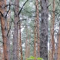 L, ����������, 44 ����