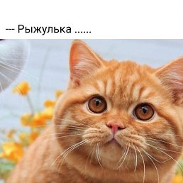 �����, �����-���������, 29 ���