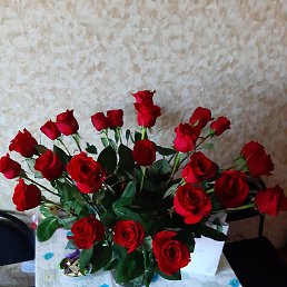 ����, ������, 41 ���