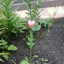 ���� ����, ��������, 65 ��� - ��������� 2 �������� 2024 � ������ ���� ����������
