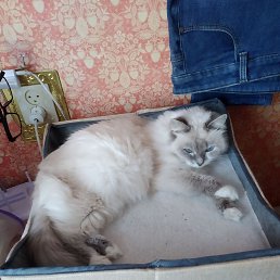 ���� ������, ������, 42 ���� - ��������� 26 ������� 2026