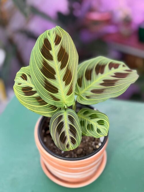 ������� (Maranta leuconeura), ��� "����������� ��������" � �� ��, ��� ��������� �������� ...