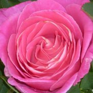 ������� �������, 53 ����, ������