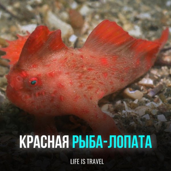 Это одна из редчайших рыб, обитающих на дне Марианской впадины. Ученые смогли обнаружить только ...