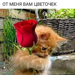 ��������, ������, 40 ���