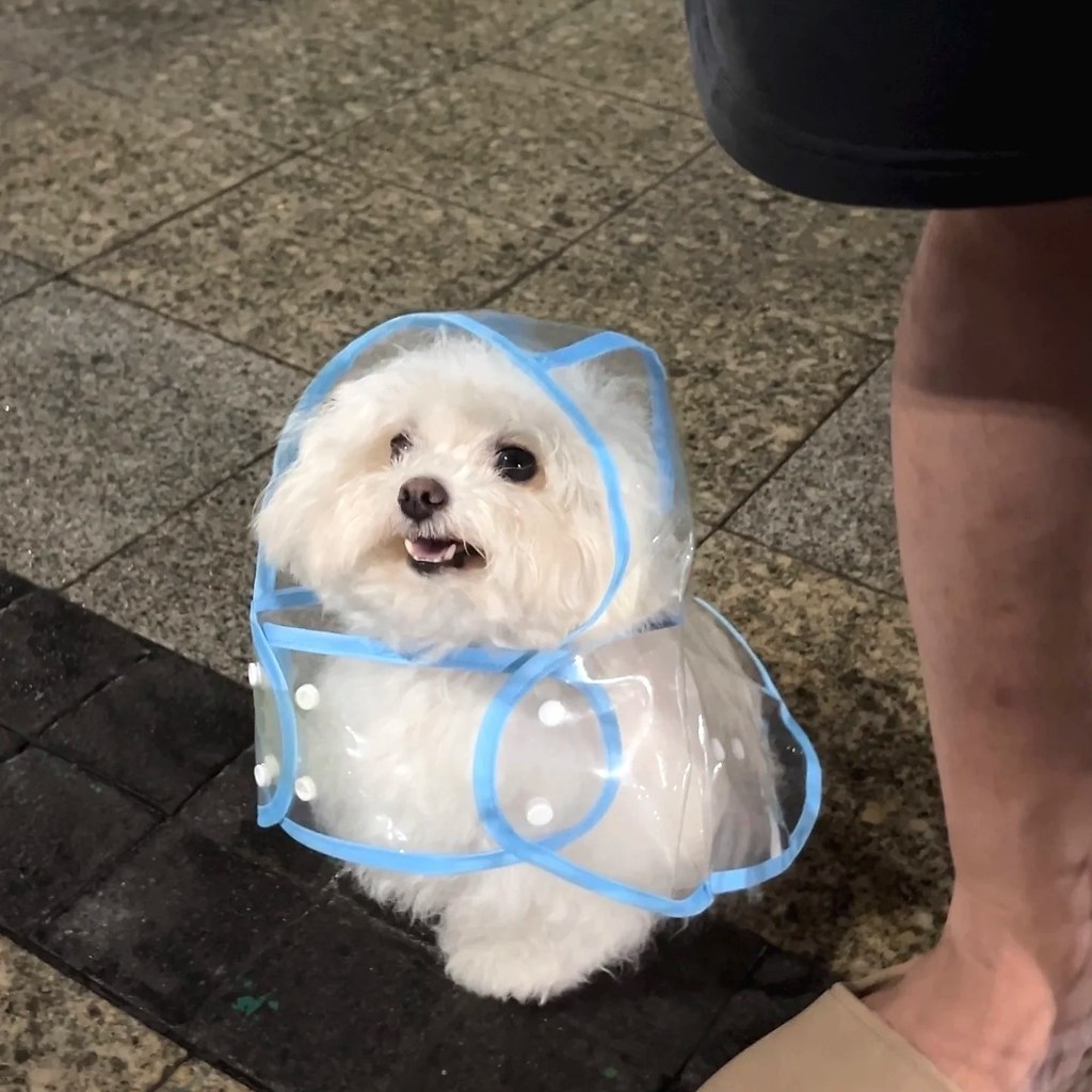 Он такой стильный в своем дождевичке - 2