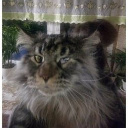 �������, ������, 52 ����