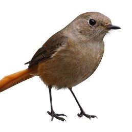 ���, �����-���������, 30 ���