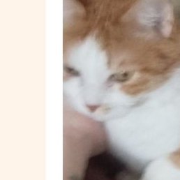 ������, ������������, 52 ����