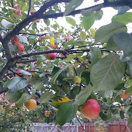 ������, ������, 37 ���