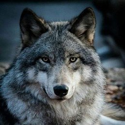 ���������, �������, 48 ���