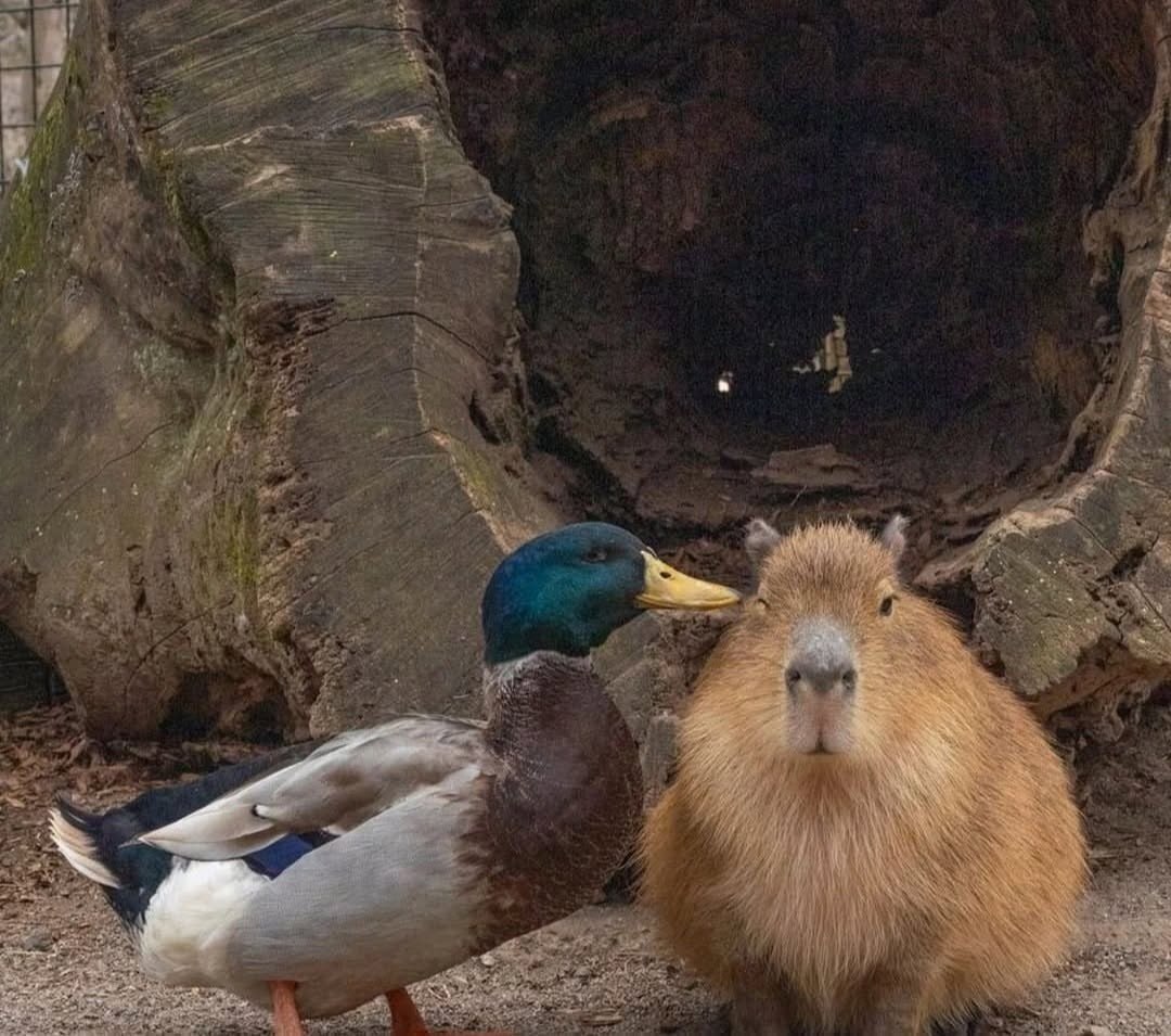 ������ ��� ���� �������� ��������� :3 - 2