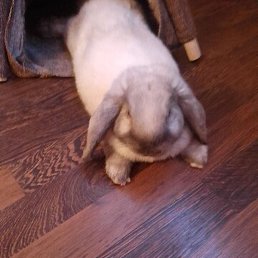 ����, ������, 56 ���