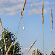 �������, 39 ���, �����-���������