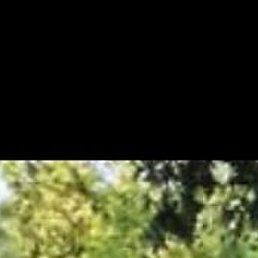 ����, ��������, 41 ���