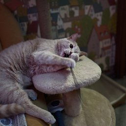 ���� ������, �����������, 56 ��� - ��������� 2 ������ 2026