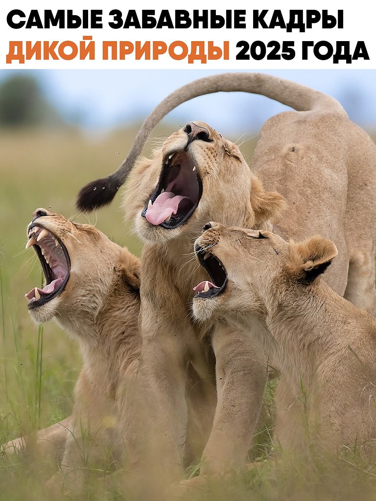 ������ Nikon Comedy Wildlife Awards �������� ����������� 2025 ����, ���������� �������� ����� ...
