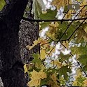 ���� ����, ���, 68 ��� - ��������� 26 �������� 2025 � ������ ������ ��������