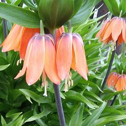 �������, ����, 67 ���