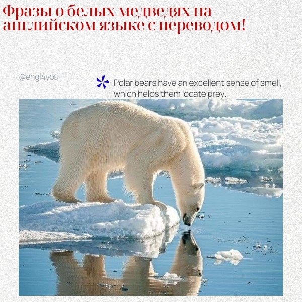 ��� ��������� ���� � ����� �������� � ��������� �� ������� ����: 1. Polar bears are the largest land ...