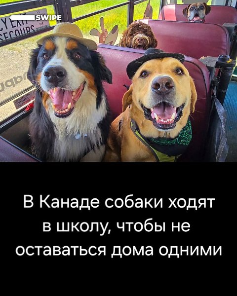 � ��� �������� ������ �����������