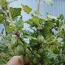 26  !!!!!!!!!!   24  !!!!!!!!!!!!!!