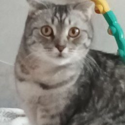 ���, �����������, 64 ����