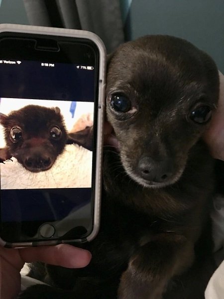 Нашел фото летучей мыши и долго думал, кого она мне напоминает