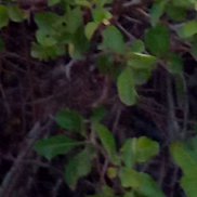 ����, 38 ���, �����